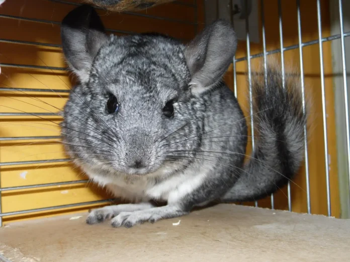 Chinchilla: El Roedor Más Suave del Mundo en Peligro de Extinción