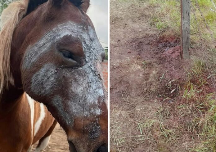 Brutal ataque a una yegua en un campo: la justicia investiga posibles vínculos con un conflicto previo