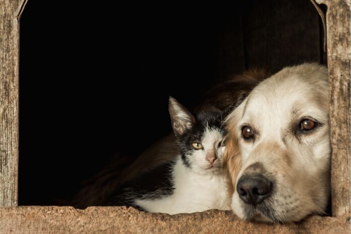 Cementerio y Crematorio Públicos para Mascotas: Un Proyecto Innovador en la Legislatura