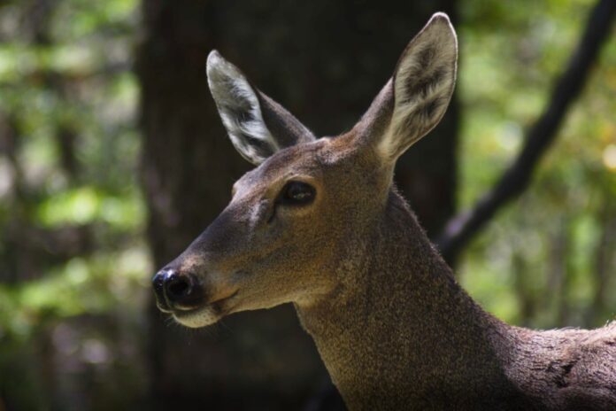 Científicos logran el primer mapa genético del huemul, un avance crucial para su conservación