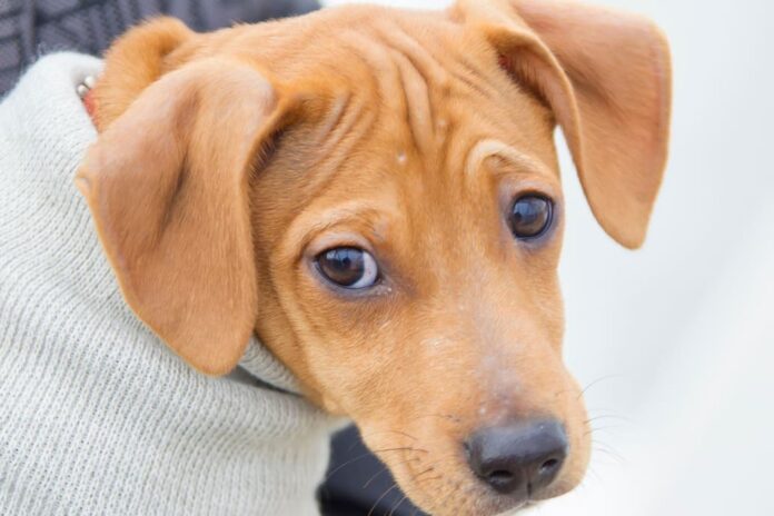 Condena a exintendente por la matanza de 211 perros: un caso que conmociona a la sociedad