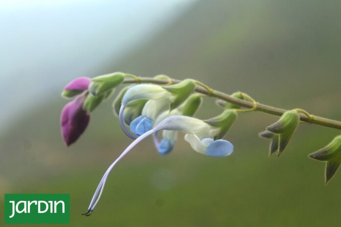 Descubren una nueva especie de planta en los Andes peruanos en honor a Lionel Messi