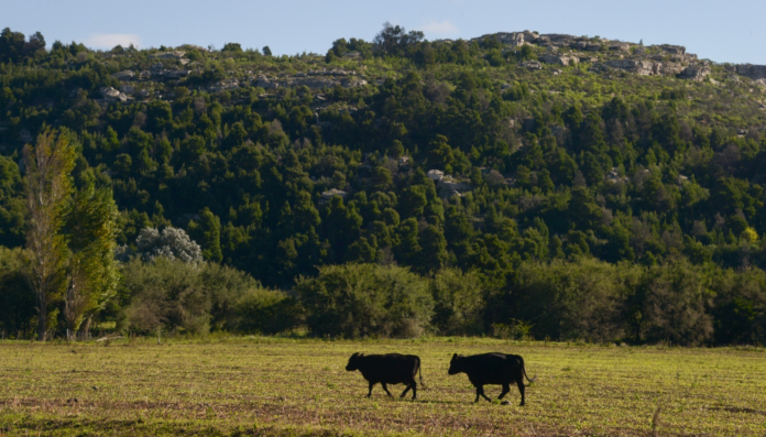 El Gobierno Amplía el Financiamiento para el Sector Ganadero con Créditos a Valor Producto