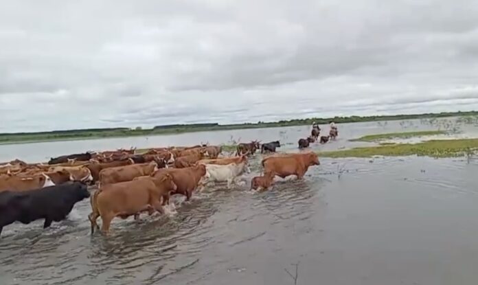 El Niño: Un Fenómeno Climático con Impacto Desigual en Argentina