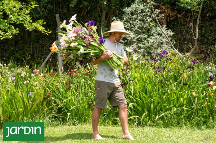 Lirios de Louisiana: La explosión floral que transforma el jardín en primavera
