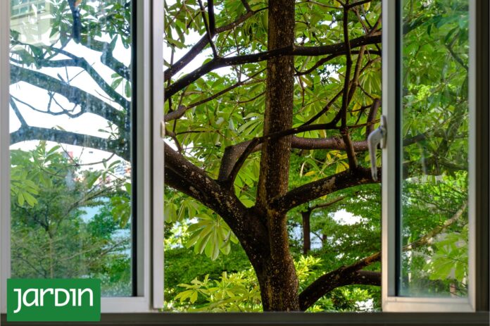 Los Secretos para Elegir el Árbol Perfecto para tu Jardín