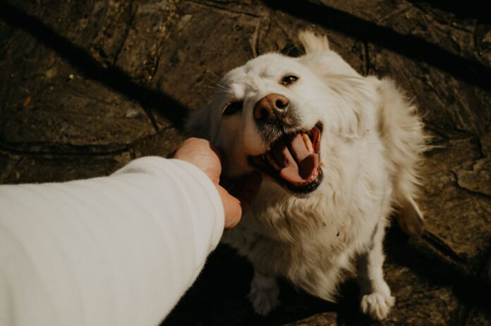 ¿Por qué los perros eligen a sus dueños? Descubre los secretos de Maddie Messina