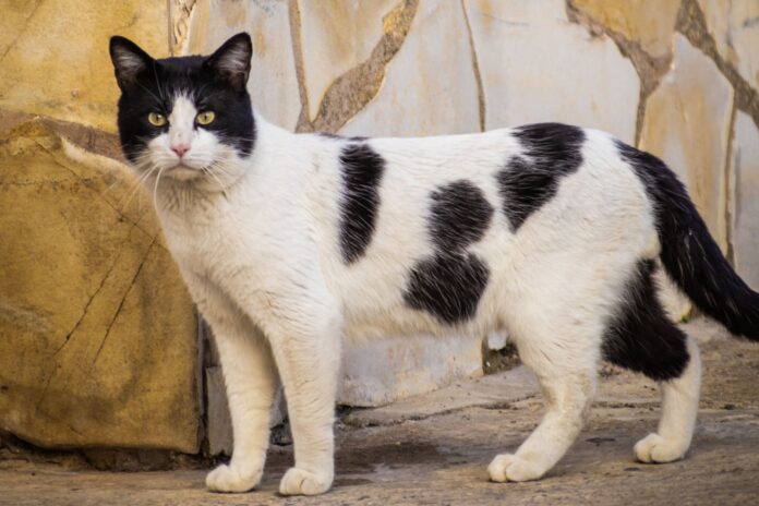 ¿Por qué tu gato frota su cabeza contra tus piernas? Un veterinario lo explica