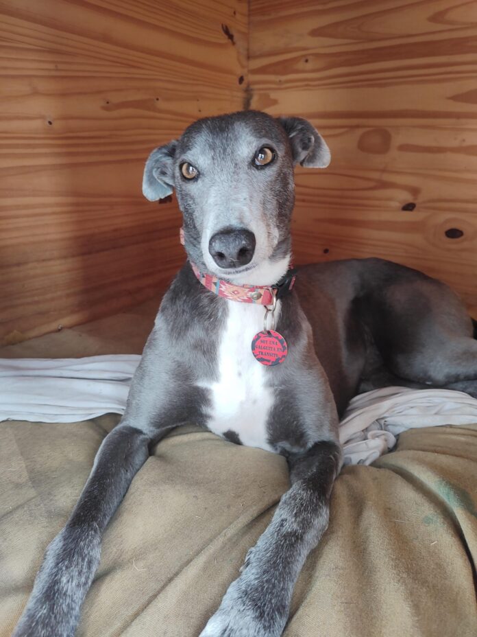 Rescatan a galga en trabajo de parto: un llamado a la conciencia sobre el maltrato animal