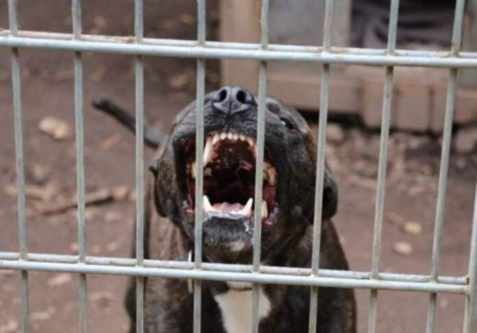 Tragedia en Moreno: Un pitbull ataca y mata a un niño de 4 años