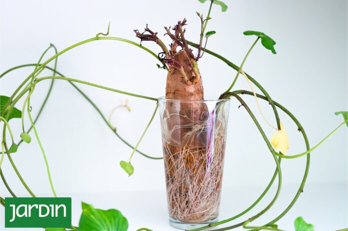Transforma tu batata en un jardín: Cultivo sencillo desde la cocina