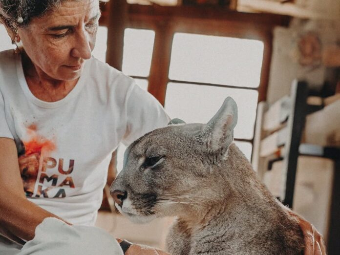 Una vida por los pumas: la historia de Kai Pacha, la activista que se convirtió en guía de los felinos